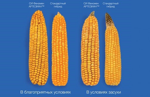 СИ Феномен — эффективно использующий влагу гибрид кукурузы