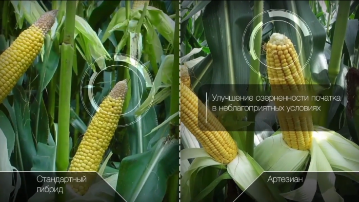 СИ Феномен — эффективно использующий влагу гибрид кукурузы